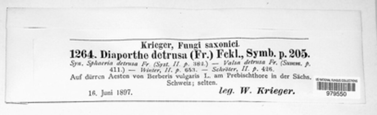 Diaporthe detrusa image